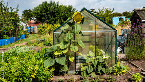 Typically English allotment garden with greenhouse and wooden sheds