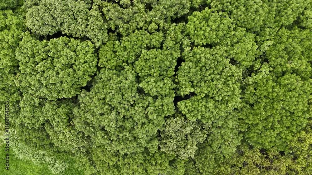 Aerial view of tropical rainforest in Indonesia Aerial view of tropical rainforest in Indonesia