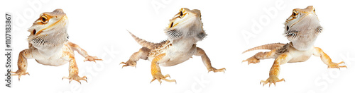 High-Quality PNG Bearded Dragon on White Isolated on White Background – High Resolution