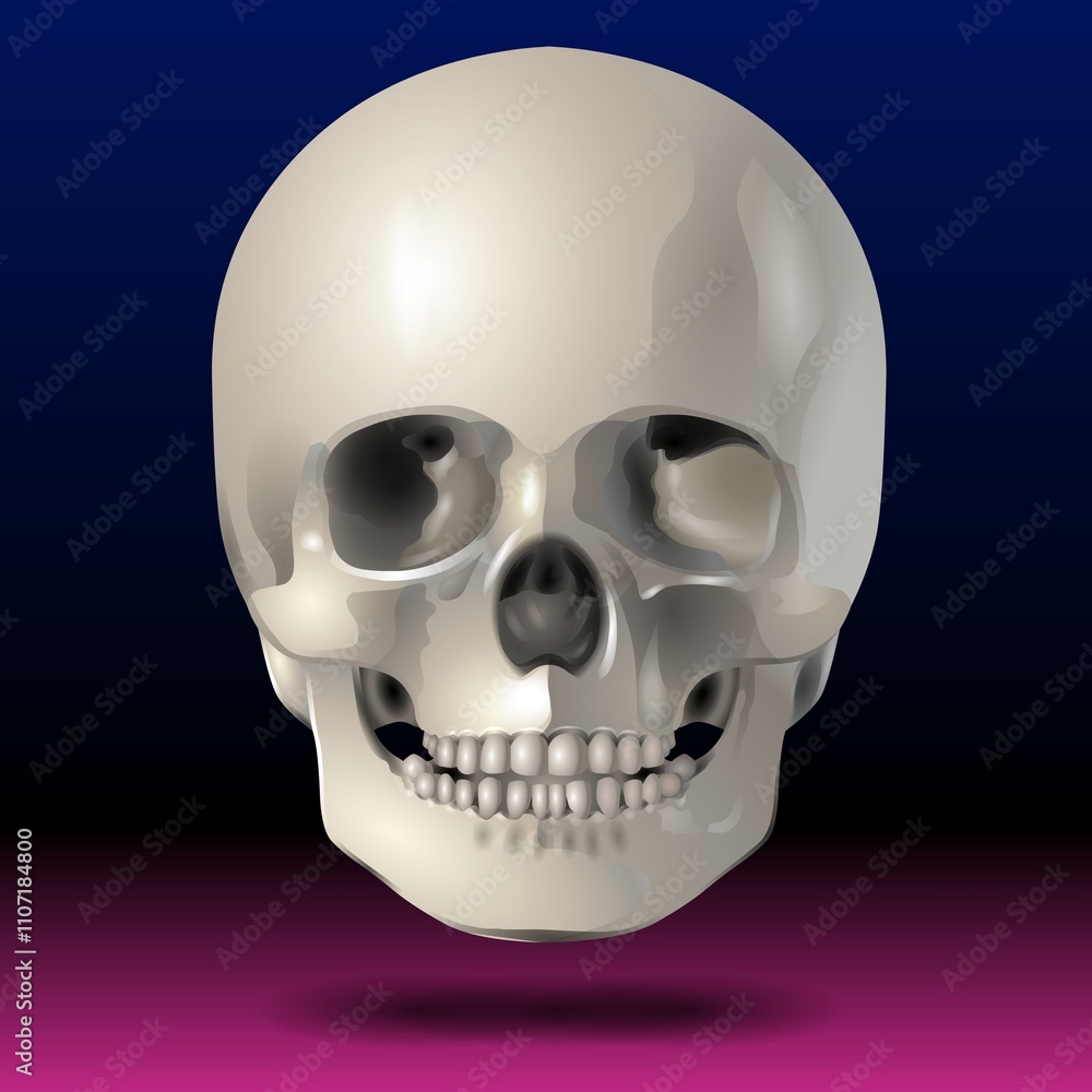 A human skull is set against a gradient background transitioning from deep blue to magenta. The skull's smooth surface reflects light subtly, highlighting its contours and structure. A human skull is set against a gradient background transitioning from deep blue to magenta. The skull's smooth surface reflects light subtly, highlighting its contours and structure.