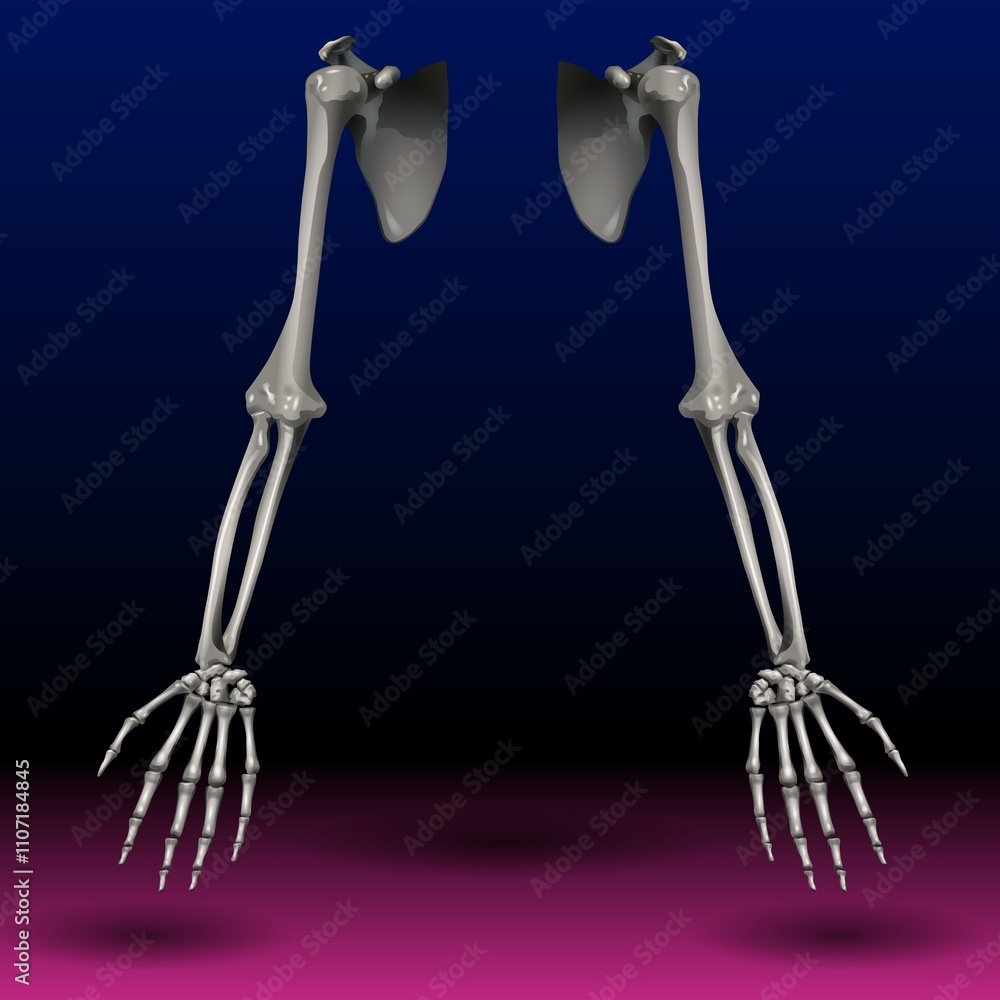 Two skeletal arms are positioned against a gradient background transitioning from blue to pink. The anatomy of the arms, including the humerus, radius, ulna, and hand bones, is clearly depicted. Two skeletal arms are positioned against a gradient background transitioning from blue to pink. The anatomy of the arms, including the humerus, radius, ulna, and hand bones, is clearly depicted.