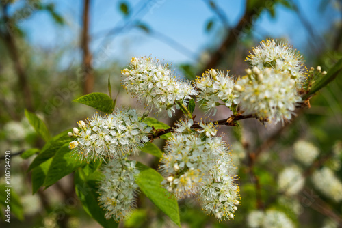 Prunus maackii 'Amber Beauty'  Amurkirsche Detail Blüte photo