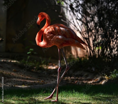 pink flamingo on the beach photo