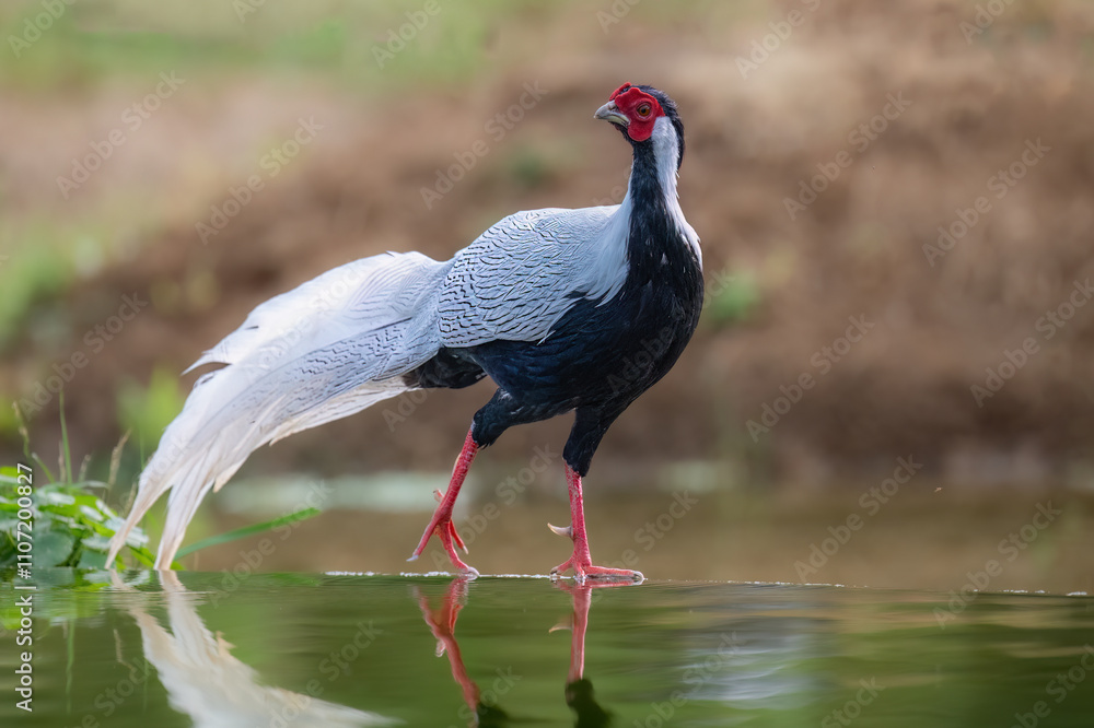 Naklejka premium black crowned crane