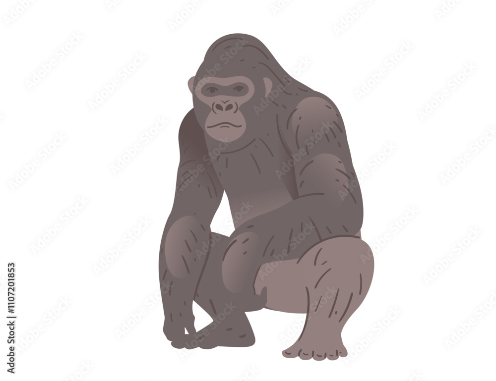 Stocky adult grey gorilla. Wild monkey or ape. Cartoon animal design. Vector illustration isolated on white background Stocky adult grey gorilla. Wild monkey or ape. Cartoon animal design. Vector illustration isolated on white background