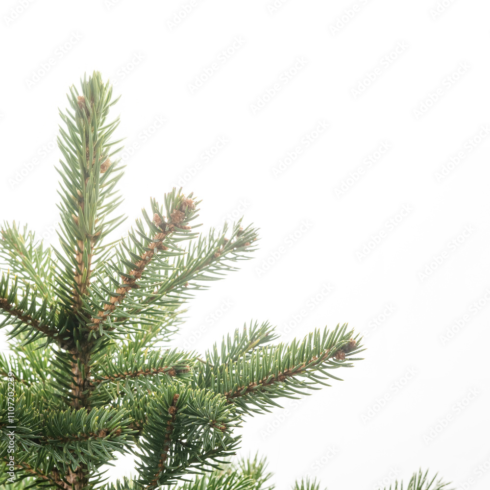 A close-up of a vibrant green pine branch against a white background. The image highlights the delicate texture of the pine needles and the intricate branching pattern. A close-up of a vibrant green pine branch against a white background. The image highlights the delicate texture of the pine needles and the intricate branching pattern.