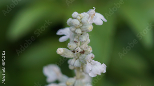 macro photography of white Salvia farinacea flower photo