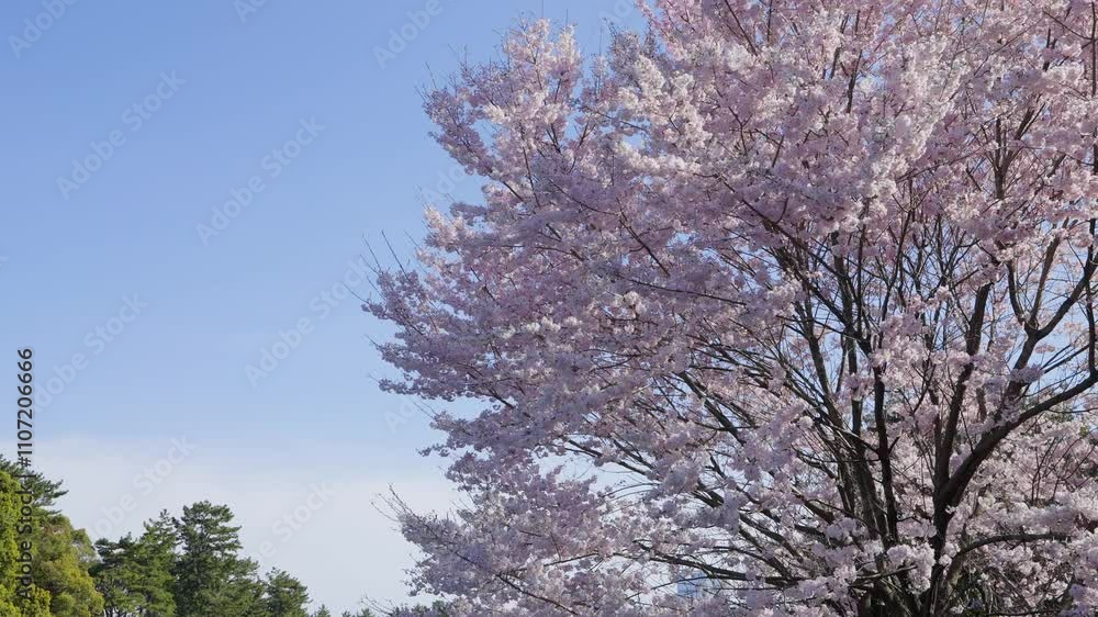 A cinematic shot of a Sakura tree canopy in full bloom, with vibrant pink flowers set against a clear blue sky in daylight. Perfect for spring, nature, and serene landscape themes. A cinematic shot of a Sakura tree canopy in full bloom, with vibrant pink flowers set against a clear blue sky in daylight. Perfect for spring, nature, and serene landscape themes.
