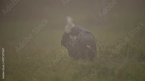 A Whiterumped Vulture stands in misty grassland, a blurry crow in the foreground. The scene is serene and atmospheric, highlighting the vultures imposing presence. photo