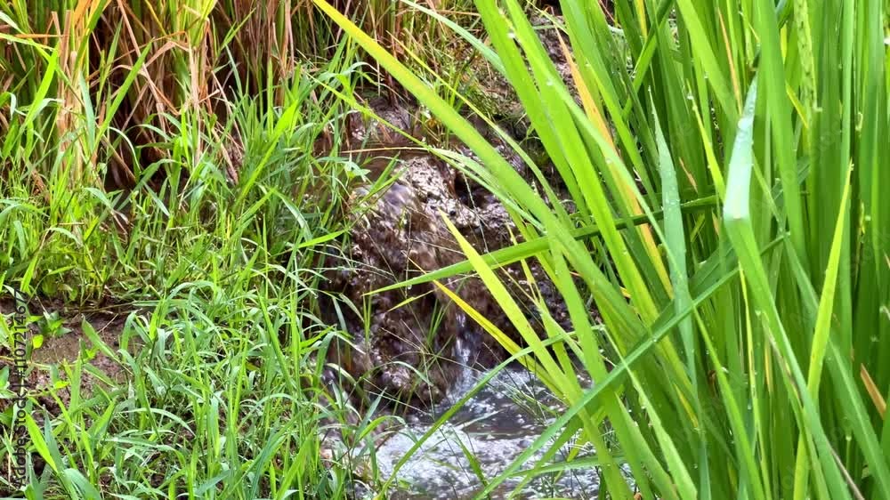 clear water flow among the grass. Irrigation in agriculture. Rice fields clear water flow among the grass. Irrigation in agriculture. Rice fields