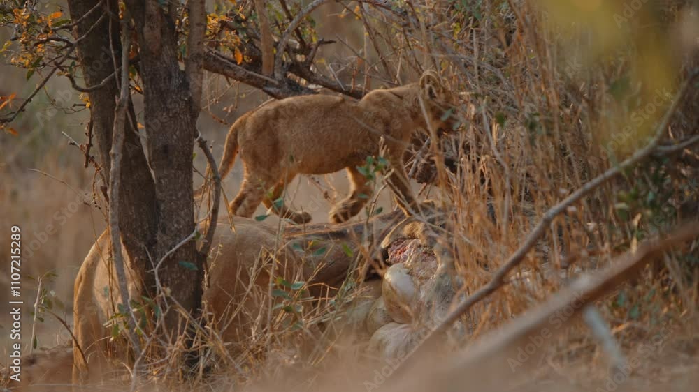 A lion stretching in the dry savanna as the cub walks onto giraffe feeding on prey, emphasizing its grace and power in Kruger National Park A lion stretching in the dry savanna as the cub walks onto giraffe feeding on prey, emphasizing its grace and power in Kruger National Park