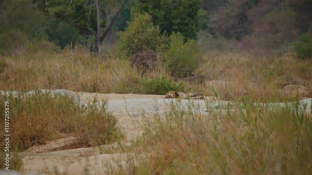 A lion resting under sparse shade in the dry savanna of Kruger National Park, South Africa A lion resting under sparse shade in the dry savanna of Kruger National Park, South Africa