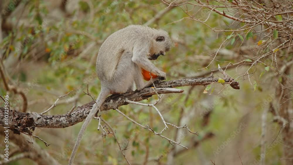 Playful vervet monkey sitting in a tree, surrounded by lush greenery in Kruger National Park, eating and tearing apart fruit Playful vervet monkey sitting in a tree, surrounded by lush greenery in Kruger National Park, eating and tearing apart fruit