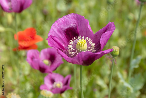 Mohnblumen in pink