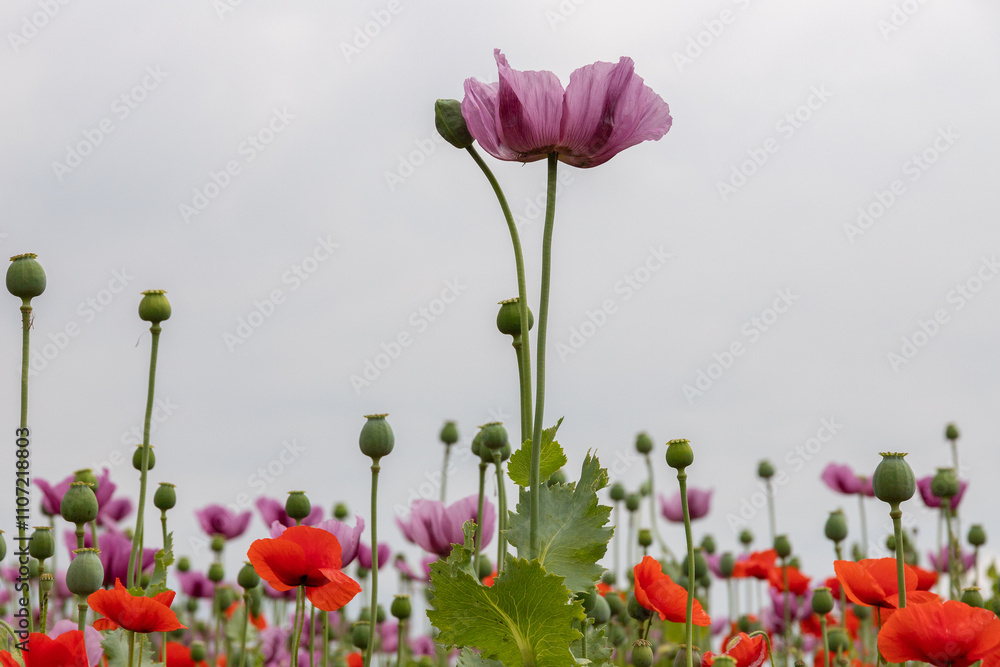 Obraz premium Mohnblumen und Mohnkapseln