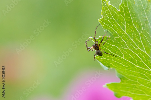Принти на полотні Spinne sitzt am Blatt