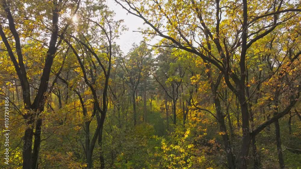 Nature forest sun view tree wood autumn leaves yellow season weather Nature forest sun view tree wood autumn leaves yellow season weather