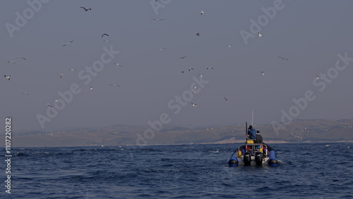 Tourist boat, people observing wild Dolphins swimming play jump in waves at sunset. Sardine run. Aquatic animals natural habitat. Tropic Open sea background. Pod dolphins in South Africa, Wild Coast