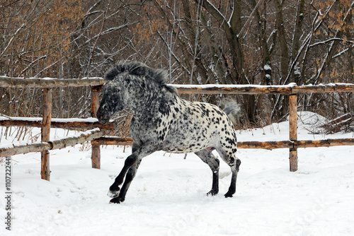 Appaloosa aboriginal horse in the nature background