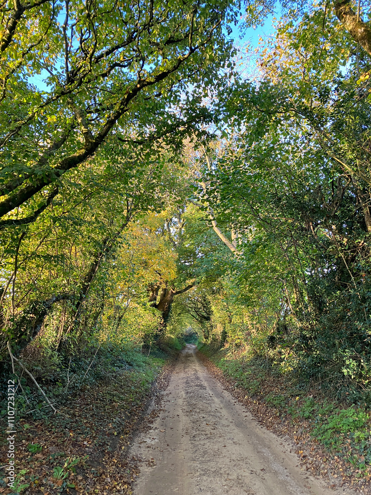 Fototapeta premium Rural country lane in autumn, Somerset, England