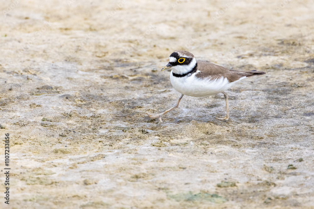 Flussregenpfeifer am Baggersee