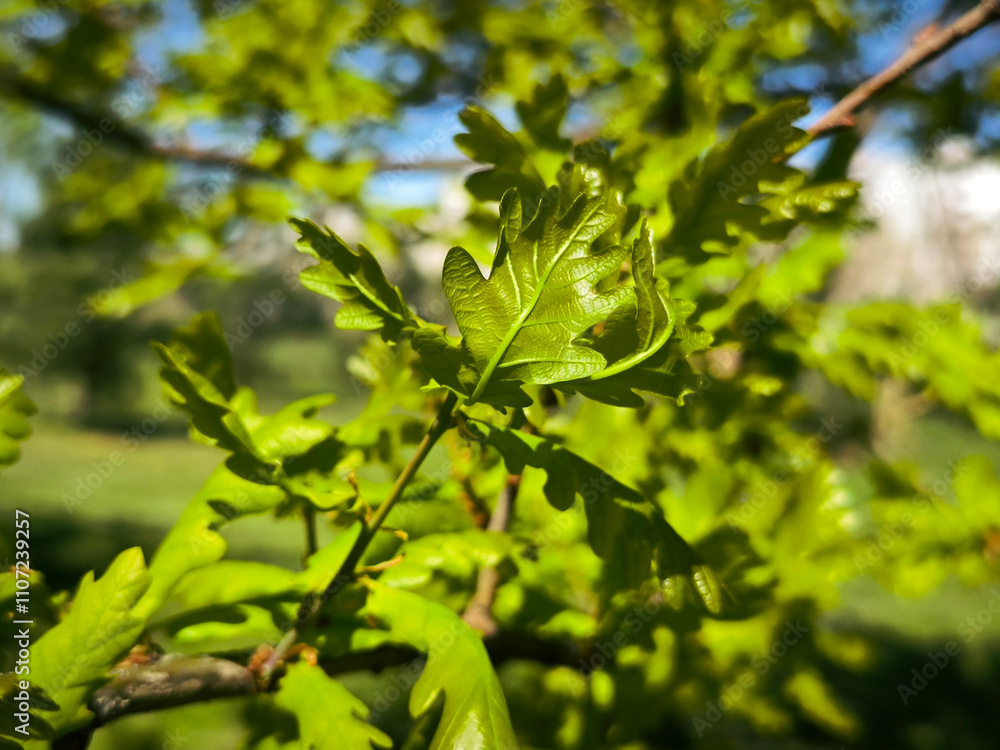 oak tree in the spring growing in the park and forest oak tree in the spring growing in the park and forest