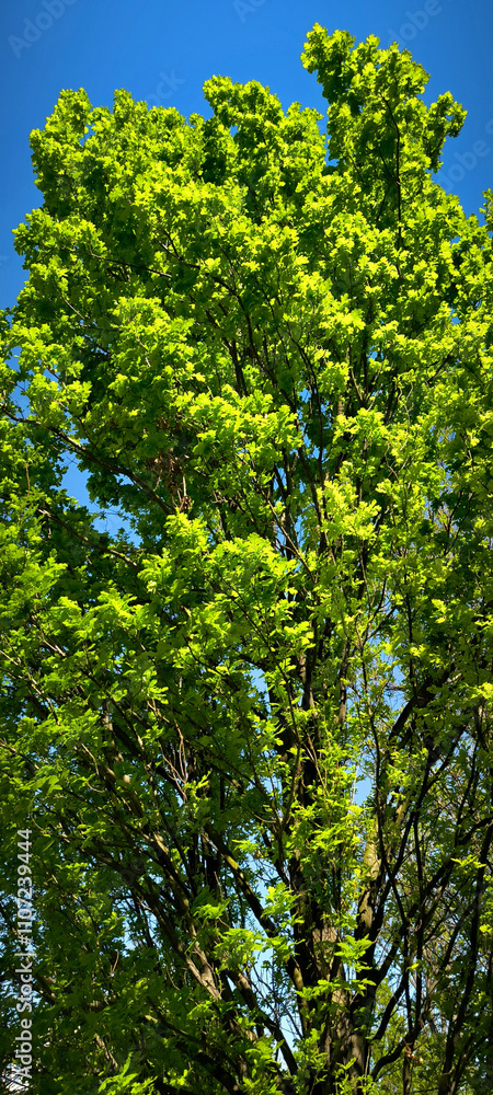 Fototapeta premium oak tree in the spring growing in the park and forest