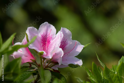 春の陽光に照らされて美しいツツジの花