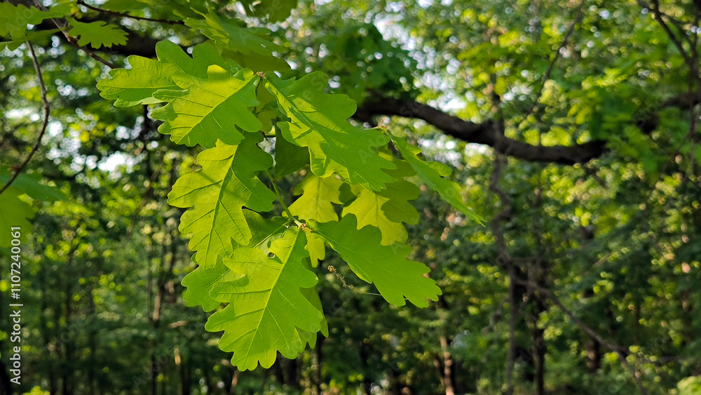 oak tree in the spring growing in the park and forest oak tree in the spring growing in the park and forest