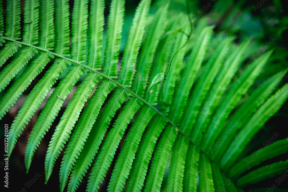 Fresh fern leaves in tropical forest Fresh fern leaves in tropical forest