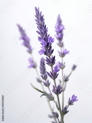 Delicate Sprigs of Lavender Blooming in Soft Focus against a Light Background Showcasing Nature's Beauty and Tranquility in a Minimalist Floral Arrangement