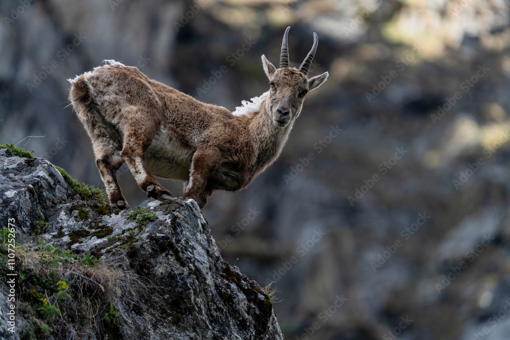 ibex European alps bouquetins in the wild ibex European alps bouquetins in the wild