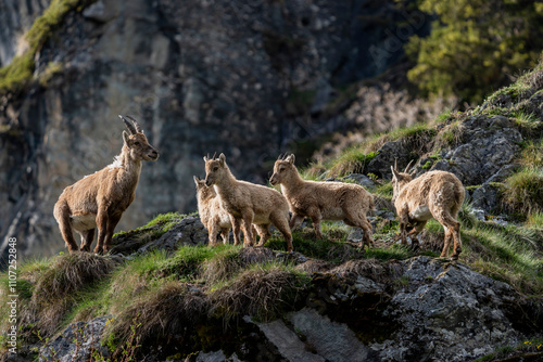 ibex European alps bouquetins in the wild photo