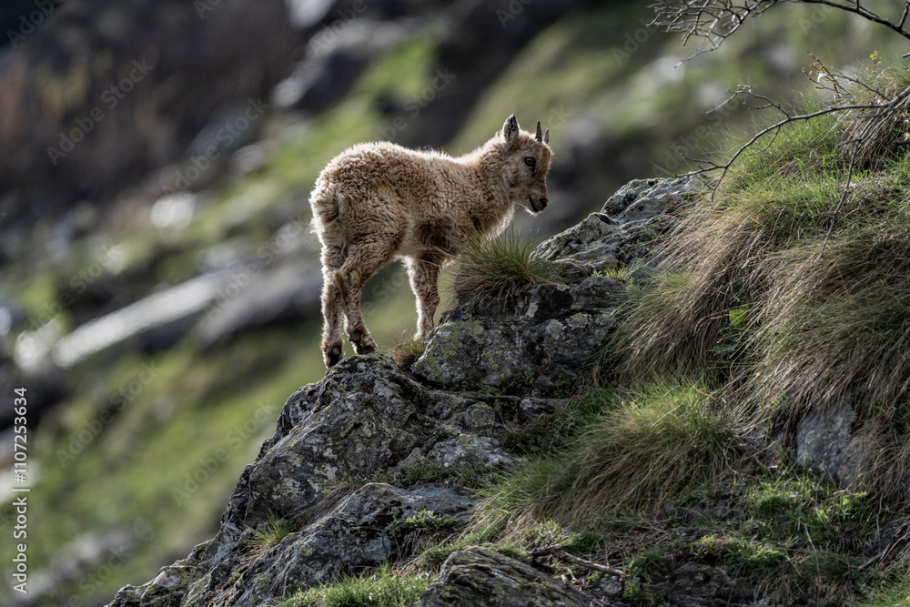 Obraz premium ibex European alps bouquetins in the wild