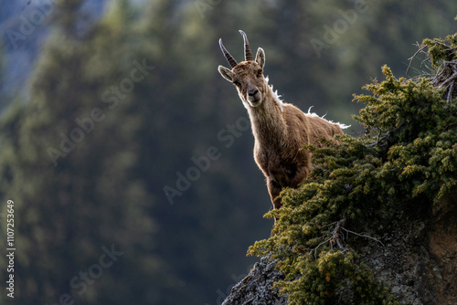 ibex European alps bouquetins in the wild