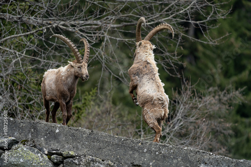 ibex European alps bouquetins in the wild photo