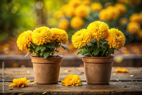 Two Small Pots of Vibrant Yellow Mums on a Rustic Wooden Table Surrounded by Soft Greenery, Perfect for Autumn Decor and Floral Arrangements in Bright Natural Light