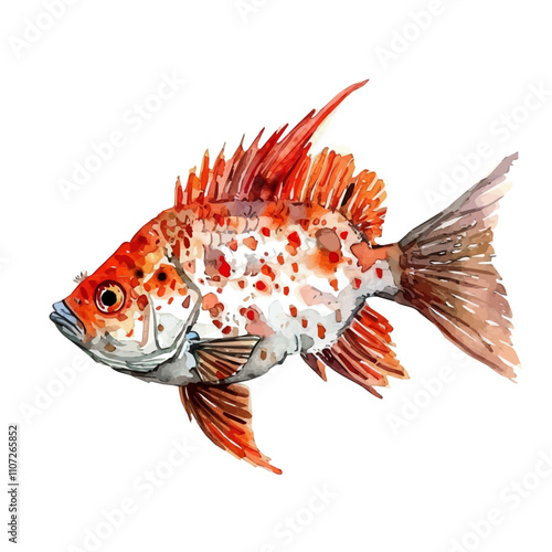 A watercolor of Stargazer Fish, isolated on a white background. Stargazer Fish vector.