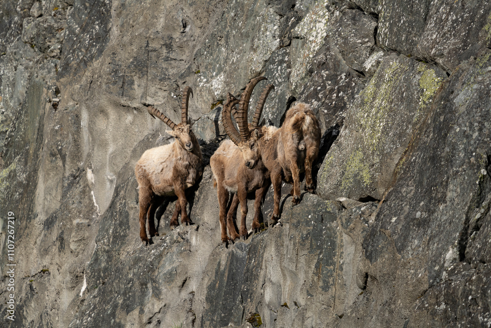 alpine wildlife European alps ibex bouquetins alpine wildlife European alps ibex bouquetins