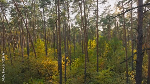 Wallpaper Mural Autumn forest tree nature yellow magic branch leaves view drone Torontodigital.ca