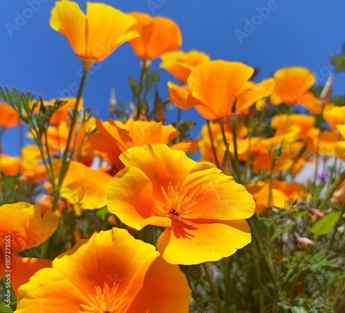 California poppy flowers blooming under sunlight