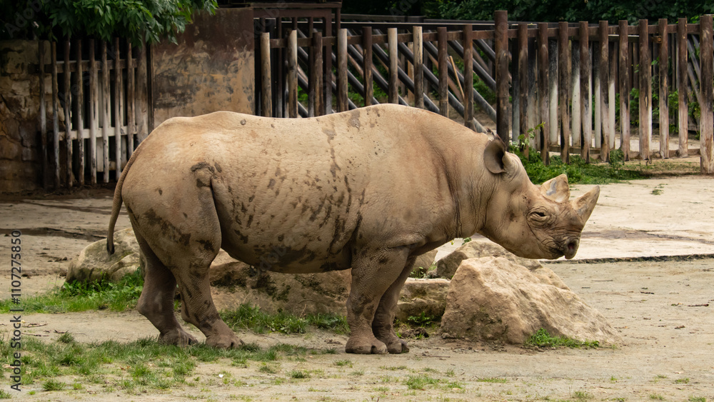 Obraz premium The rhinoceros is one of the largest African animals.