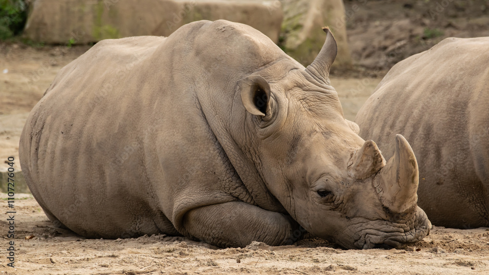 The rhinoceros is one of the largest African animals. The rhinoceros is one of the largest African animals.