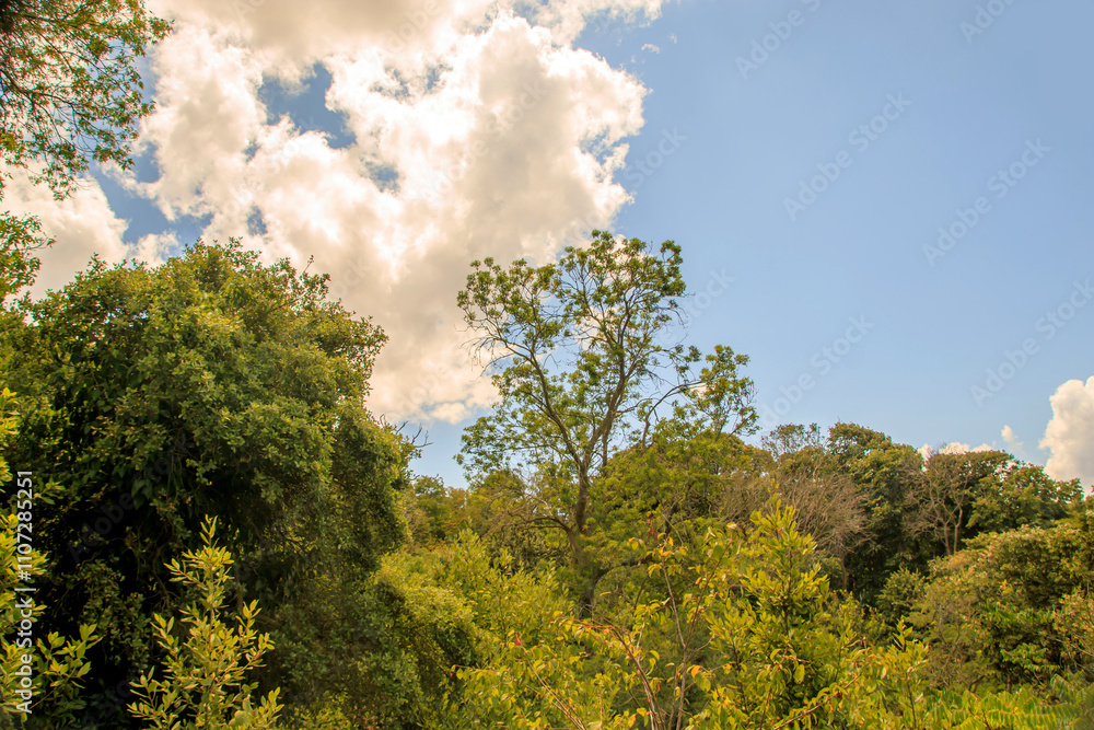 Obraz premium trees and sky