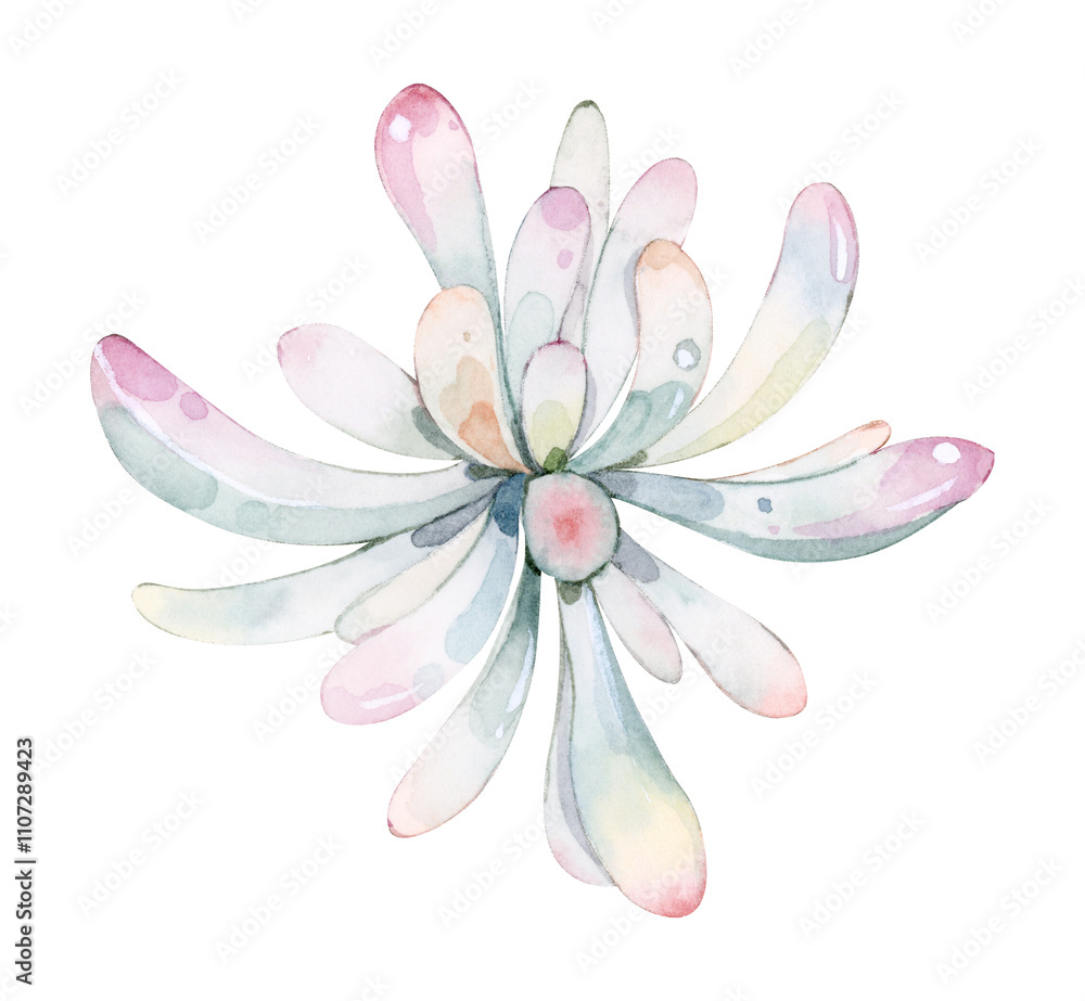Naklejka premium Hand drawn watercolor succulent plant