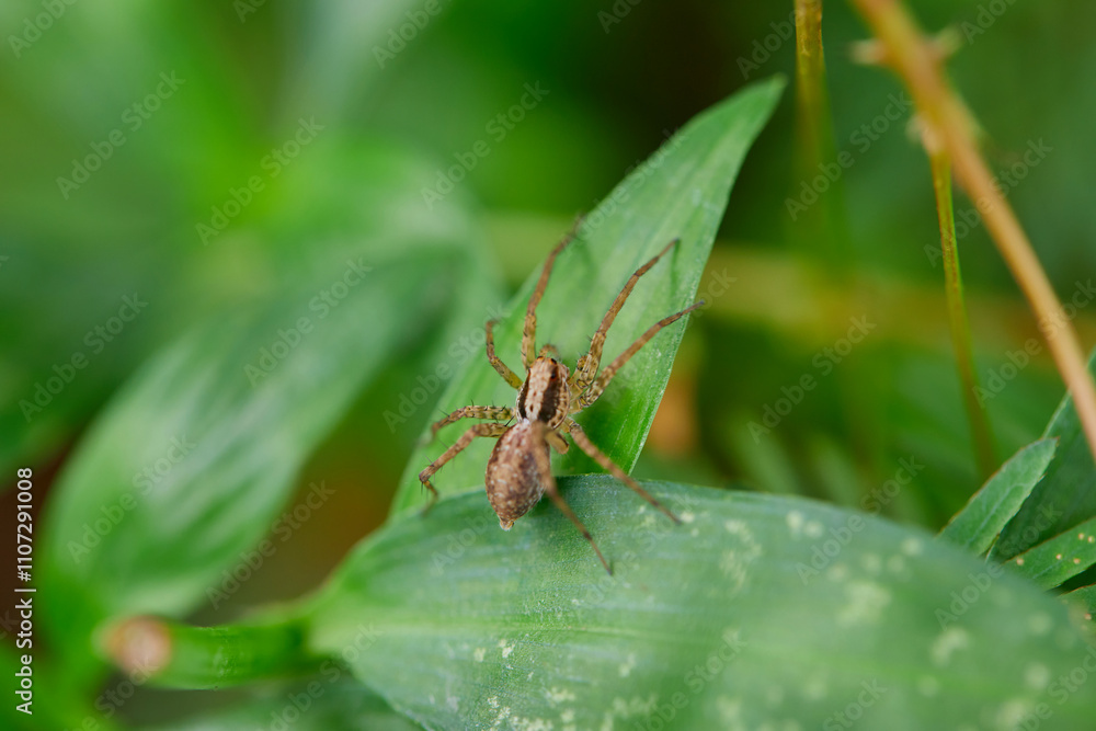Close-up view of spider on leaf Close-up view of spider on leaf