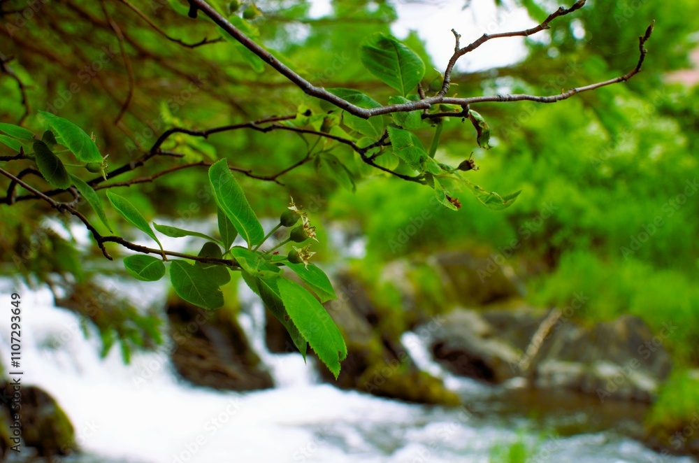 Fototapeta premium spring in the woods