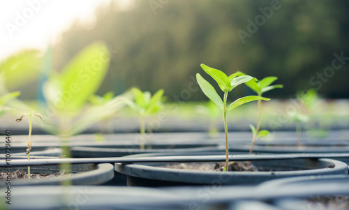 Green seedlings growing in the drip system.