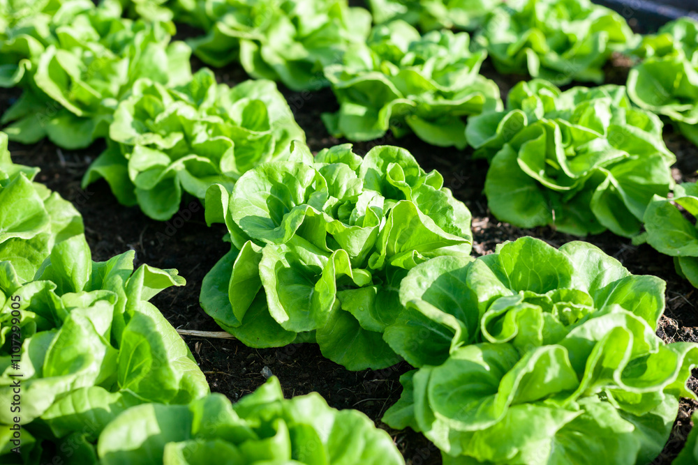 Vegetables in the plot. Mustard greens growing in the garden on an organic farm. Hydroponic vegetable farm grown in soil plots. Drip irrigation system. Vegetables in the plot. Mustard greens growing in the garden on an organic farm. Hydroponic vegetable farm grown in soil plots. Drip irrigation system.