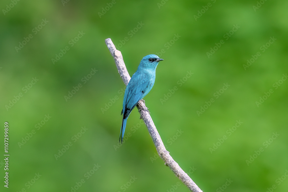 blue bird on a branch blue bird on a branch
